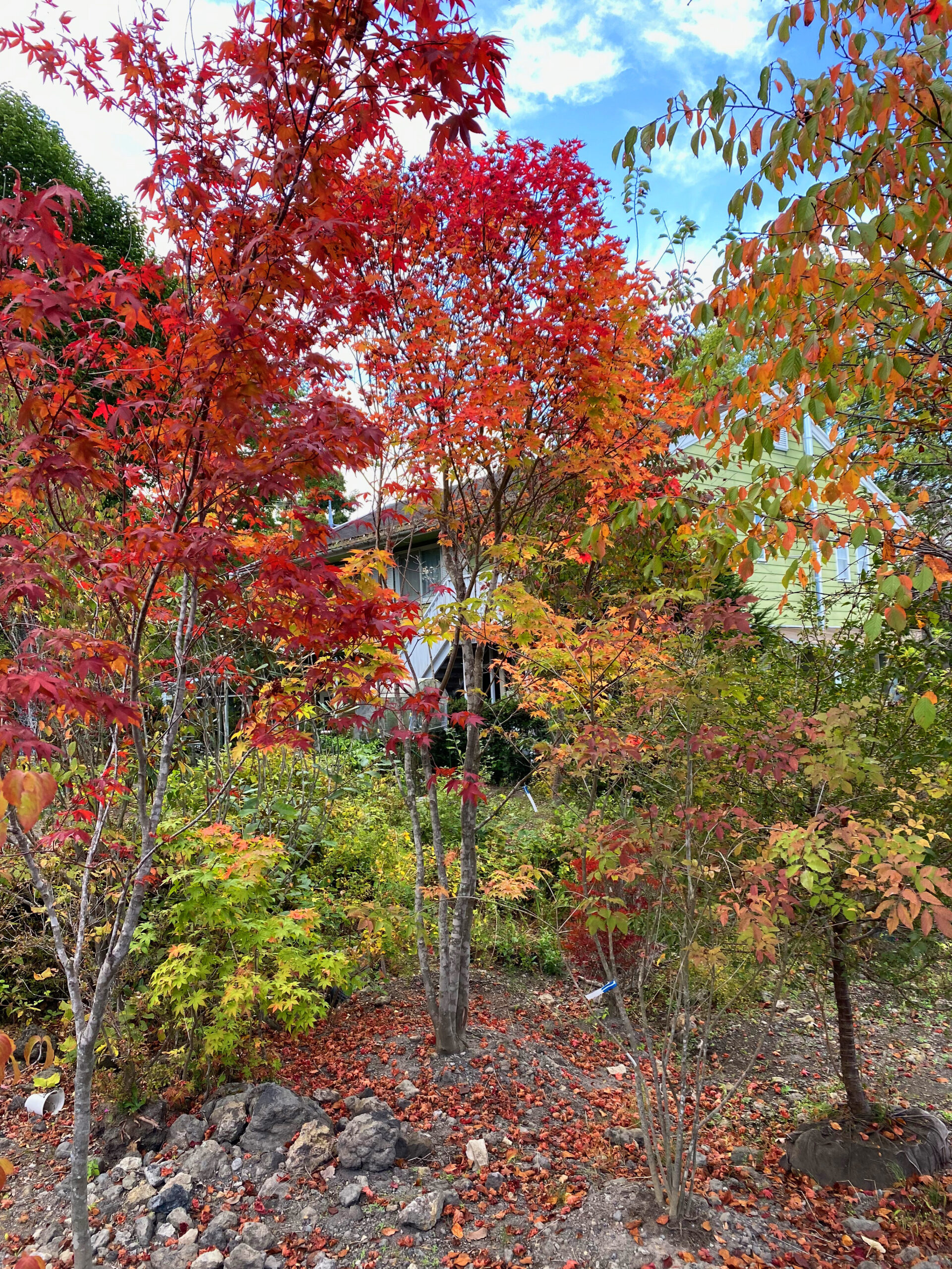 秋の北軽井沢貸し別荘